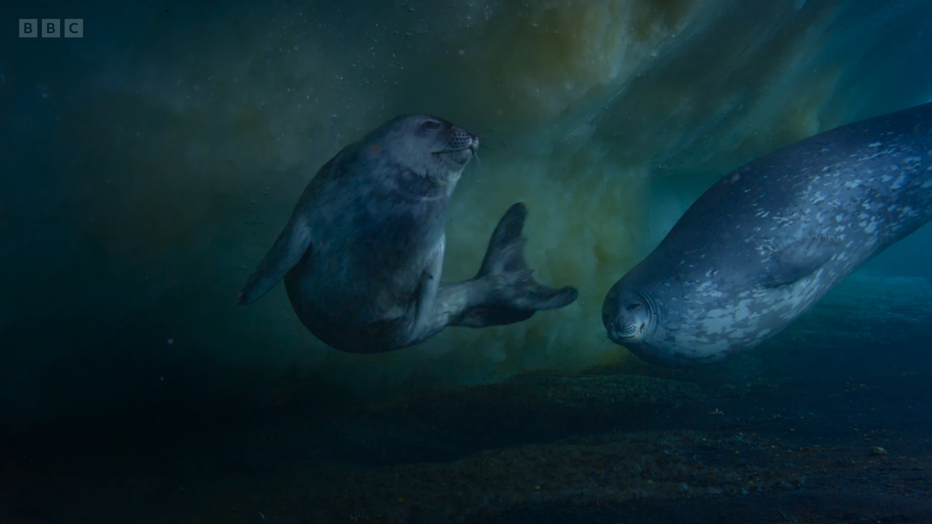 Weddell seal (Leptonychotes weddellii) as shown in Frozen Planet II - Frozen South
